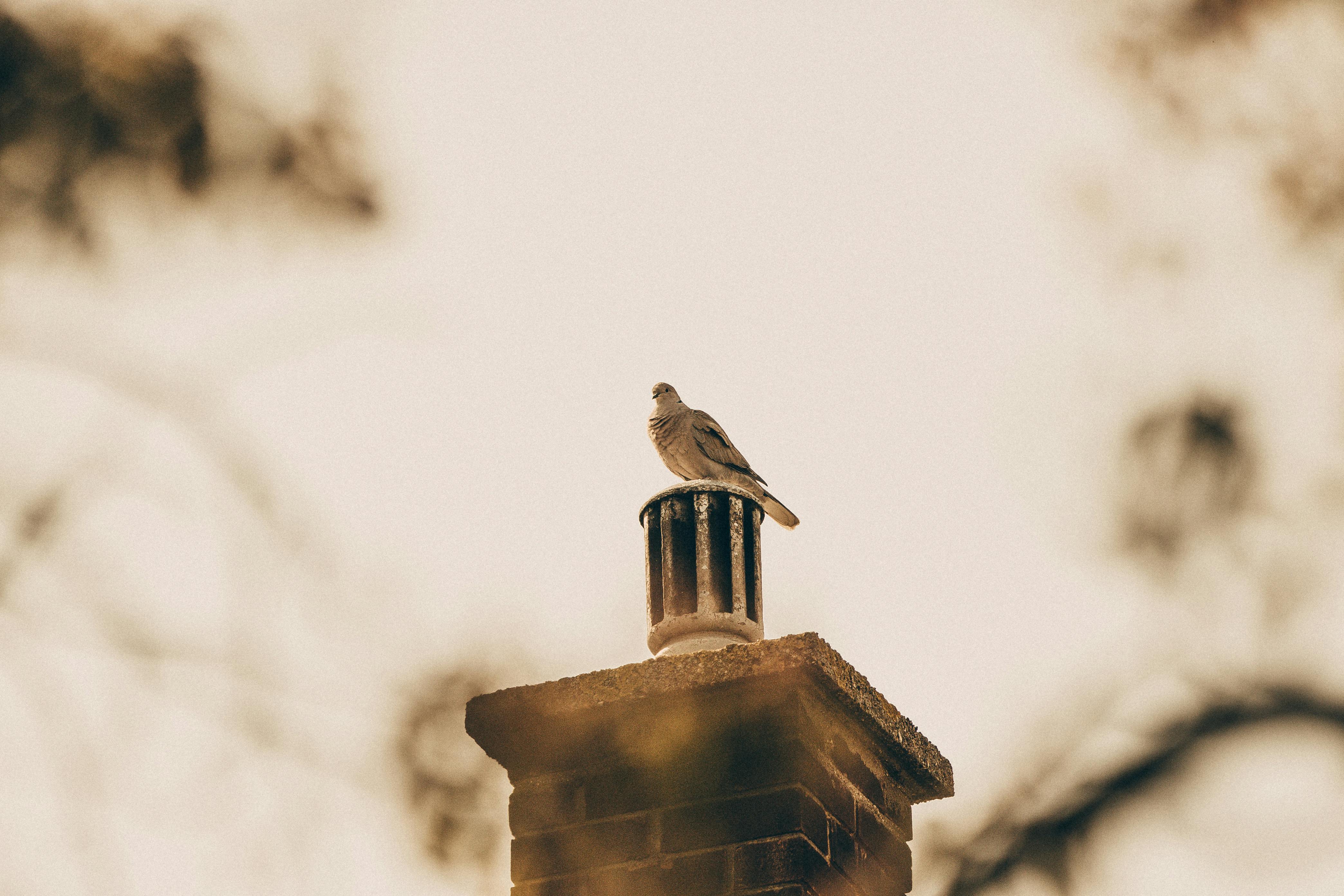 Professional Chimney Cap and Damper In Glenn Dale Maryland