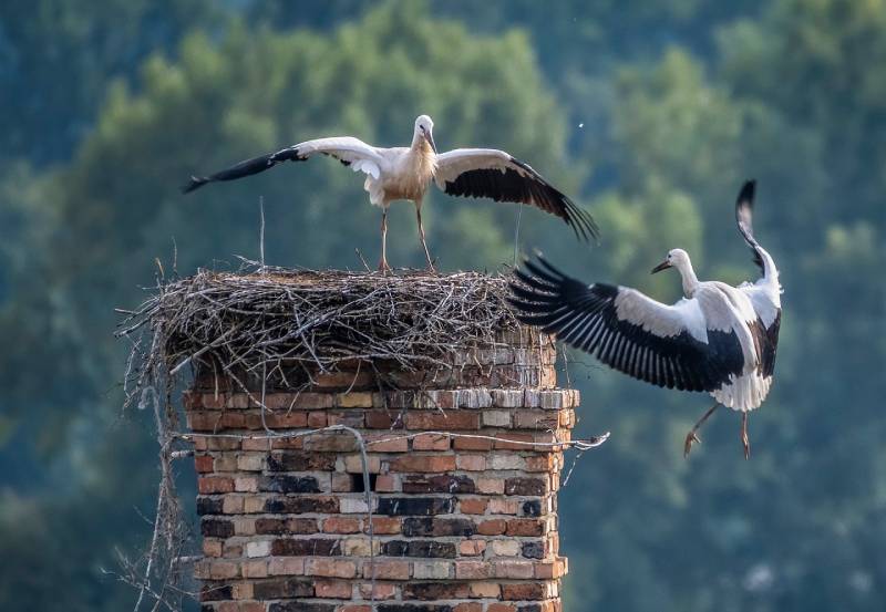 The Homeowner's Guide to Chimney Maintenance in Maryland's Climate